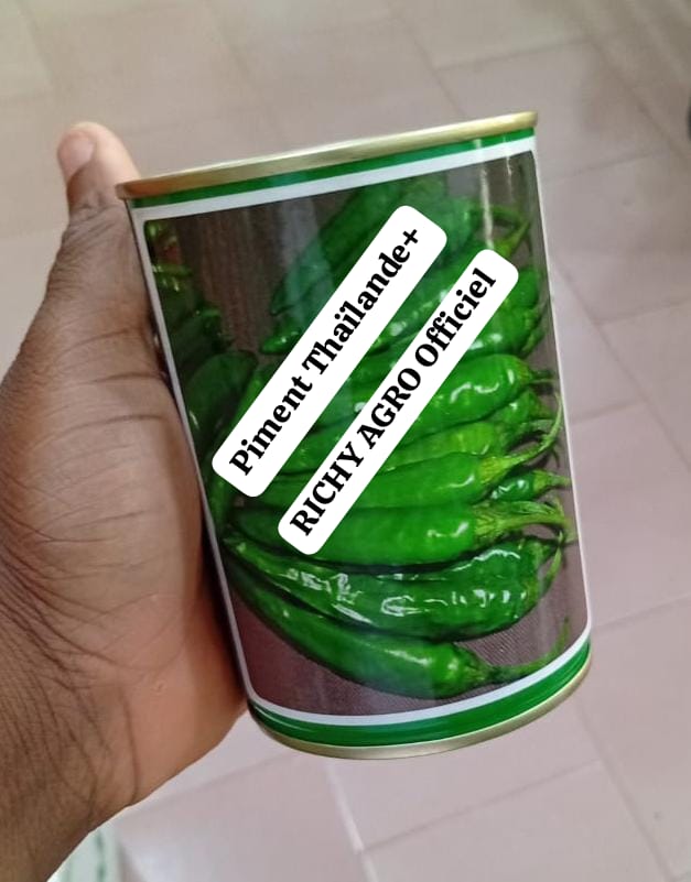 Semences de piment
