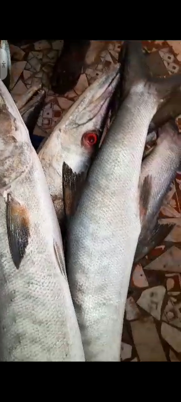 Poissonnerie,  la marmite