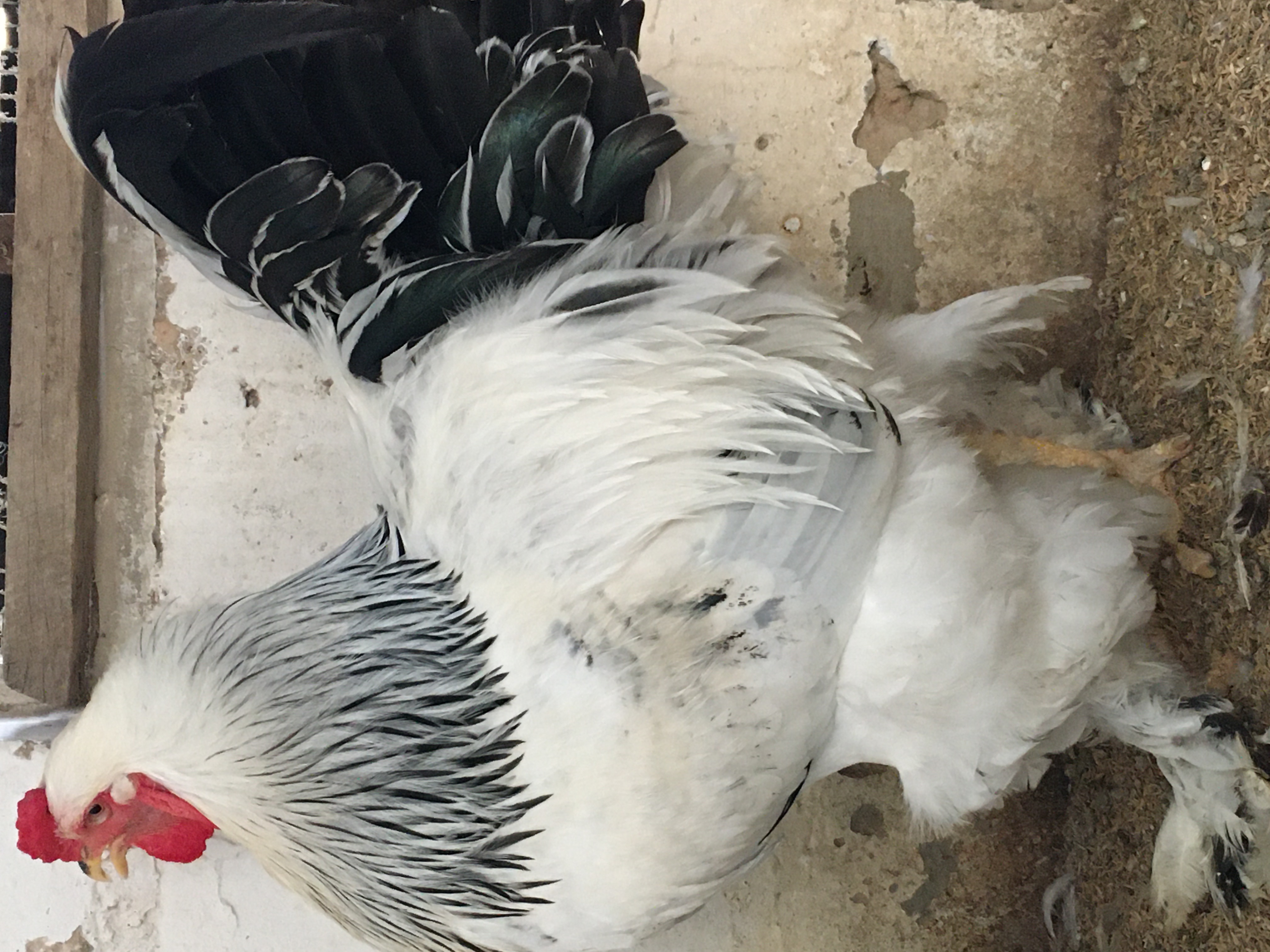 Poulet d’ornement