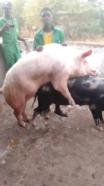 Porcs d’Élevage en Bonne Santé