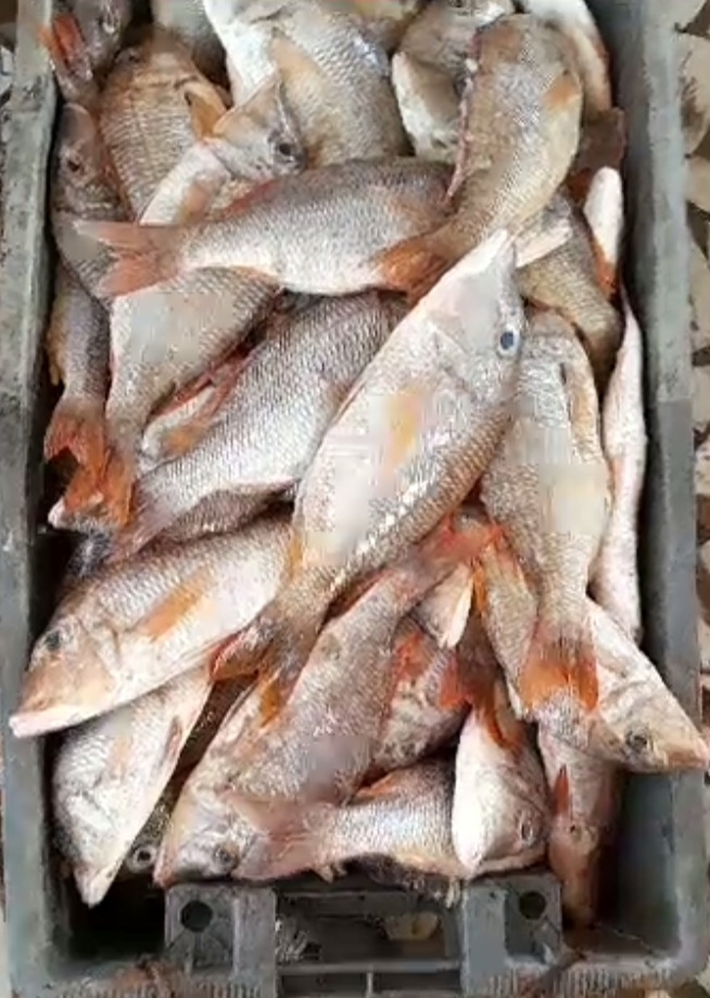 Poissonnerie,  la marmite