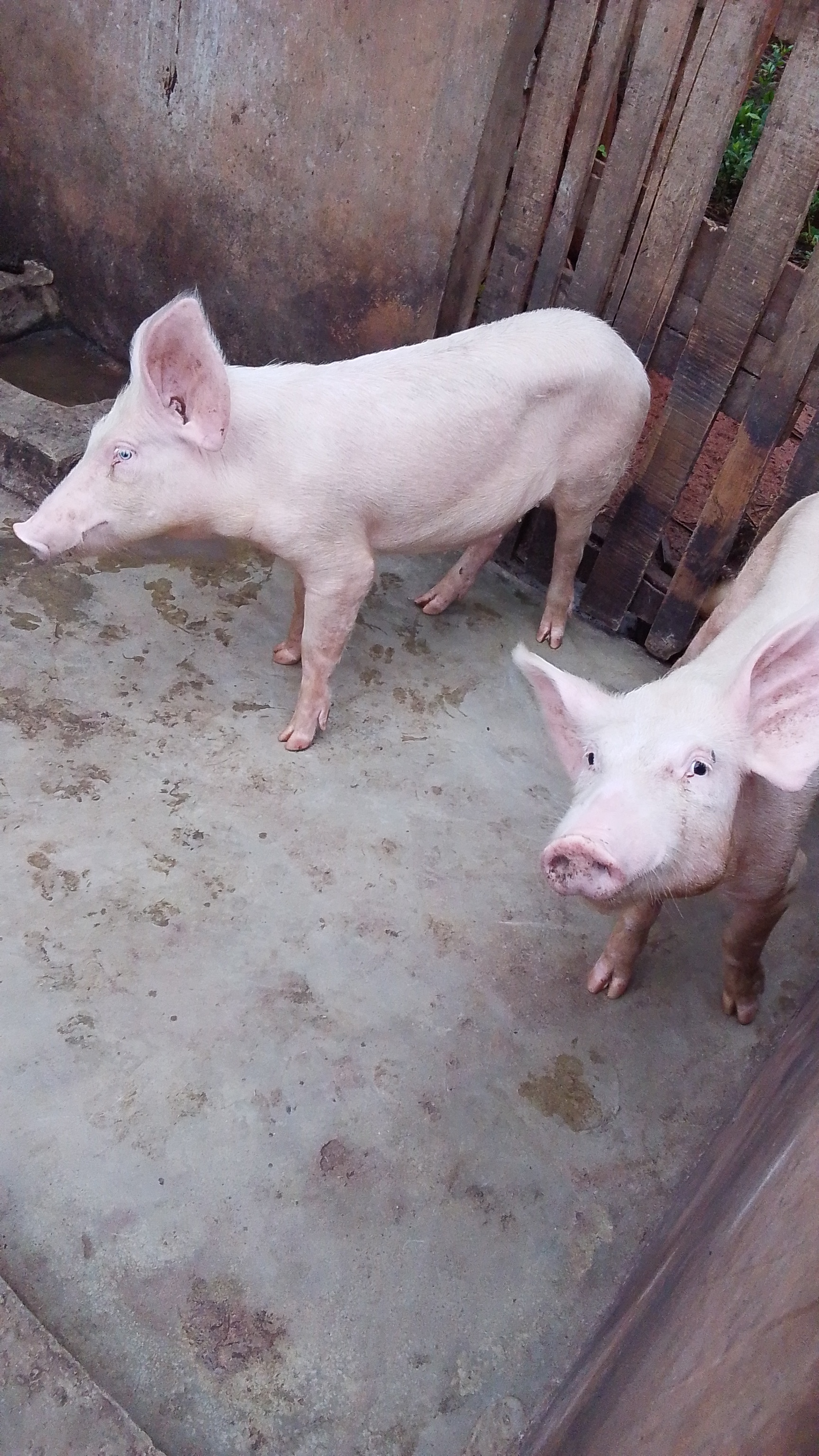 Porcs d’Élevage en Bonne Santé