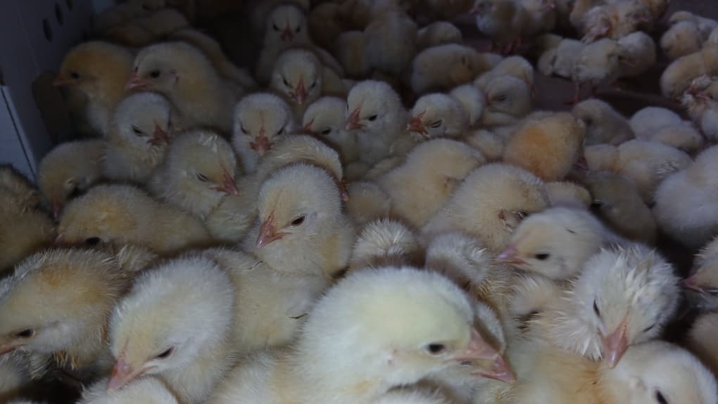 Poussins de qualité