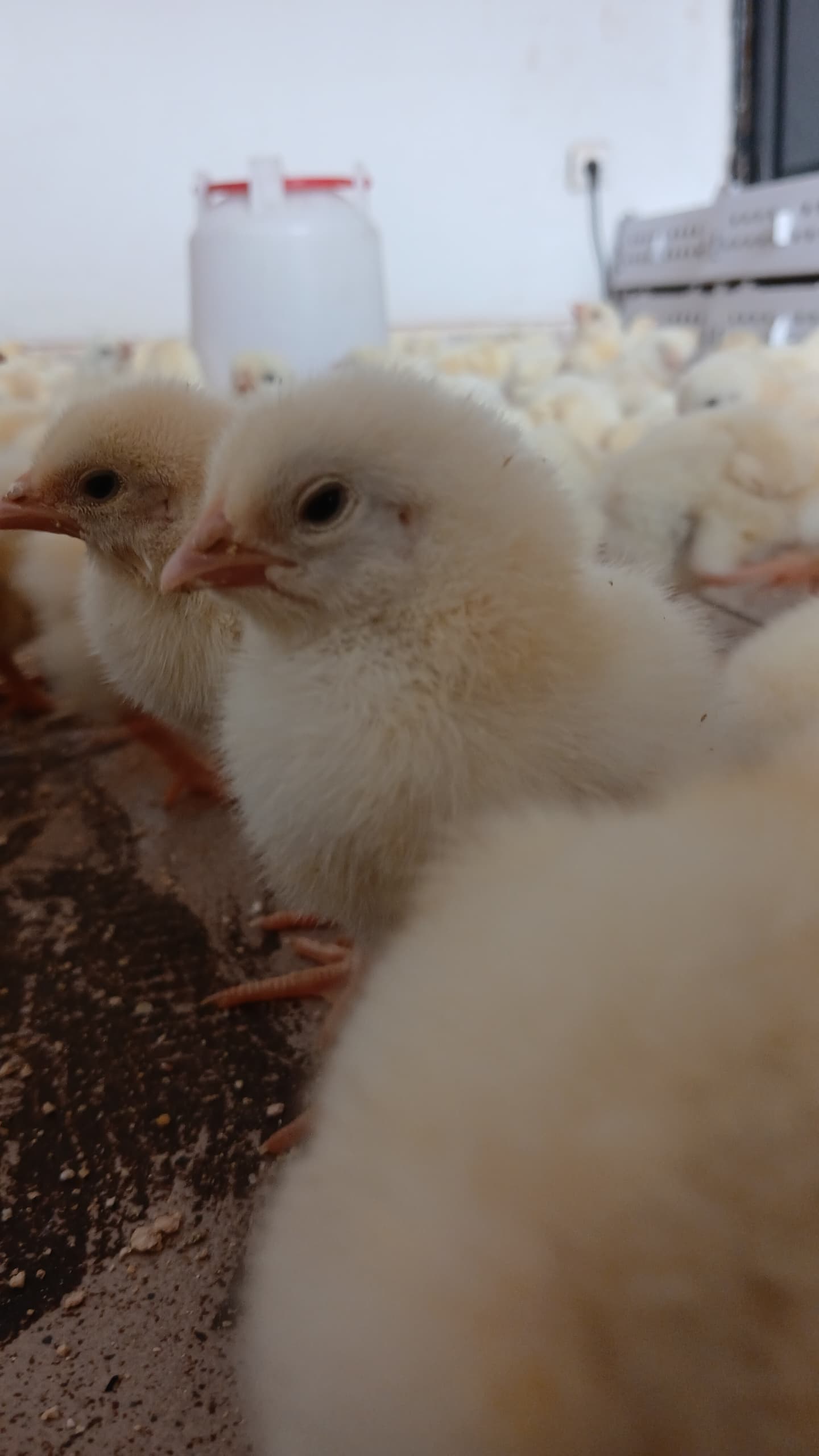 Poussins de qualité