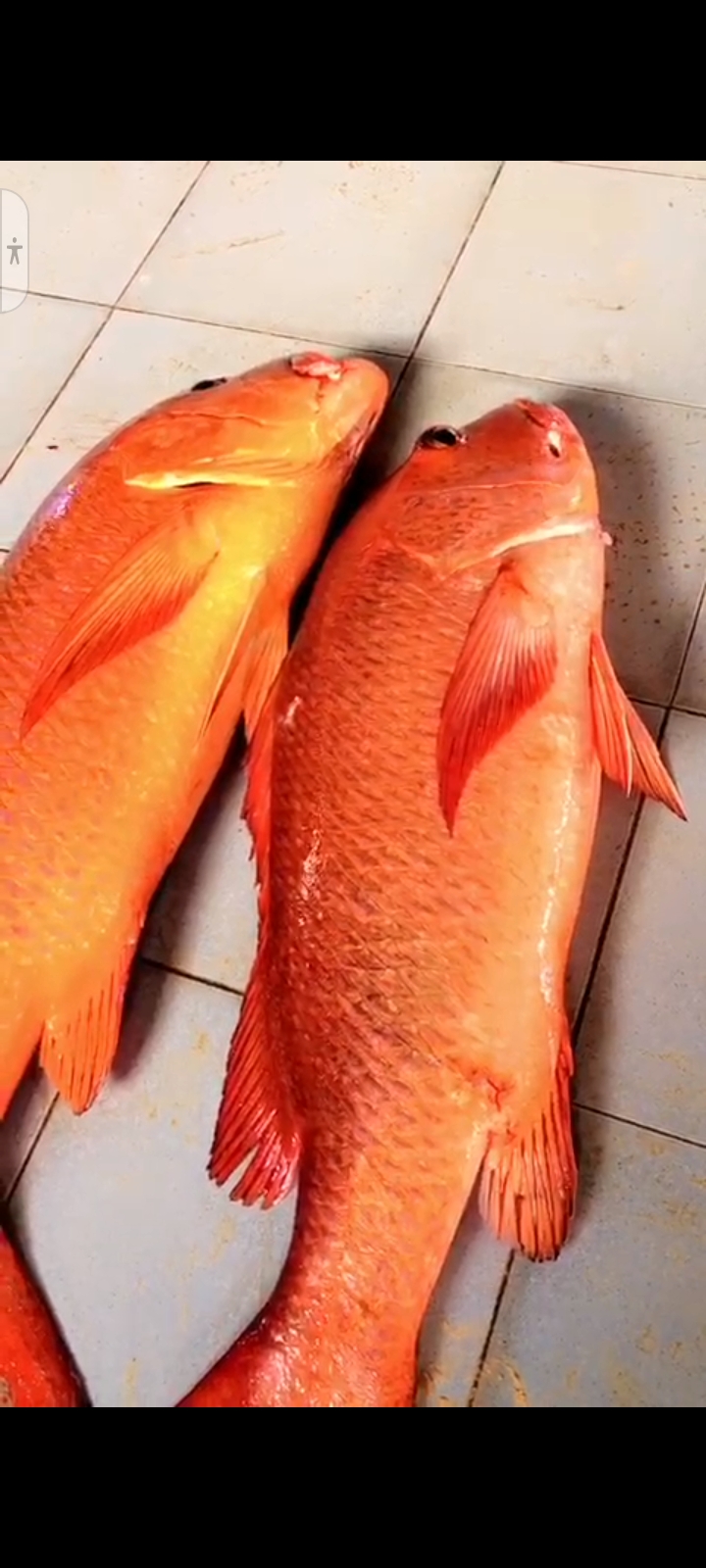 Poissonnerie,  la marmite