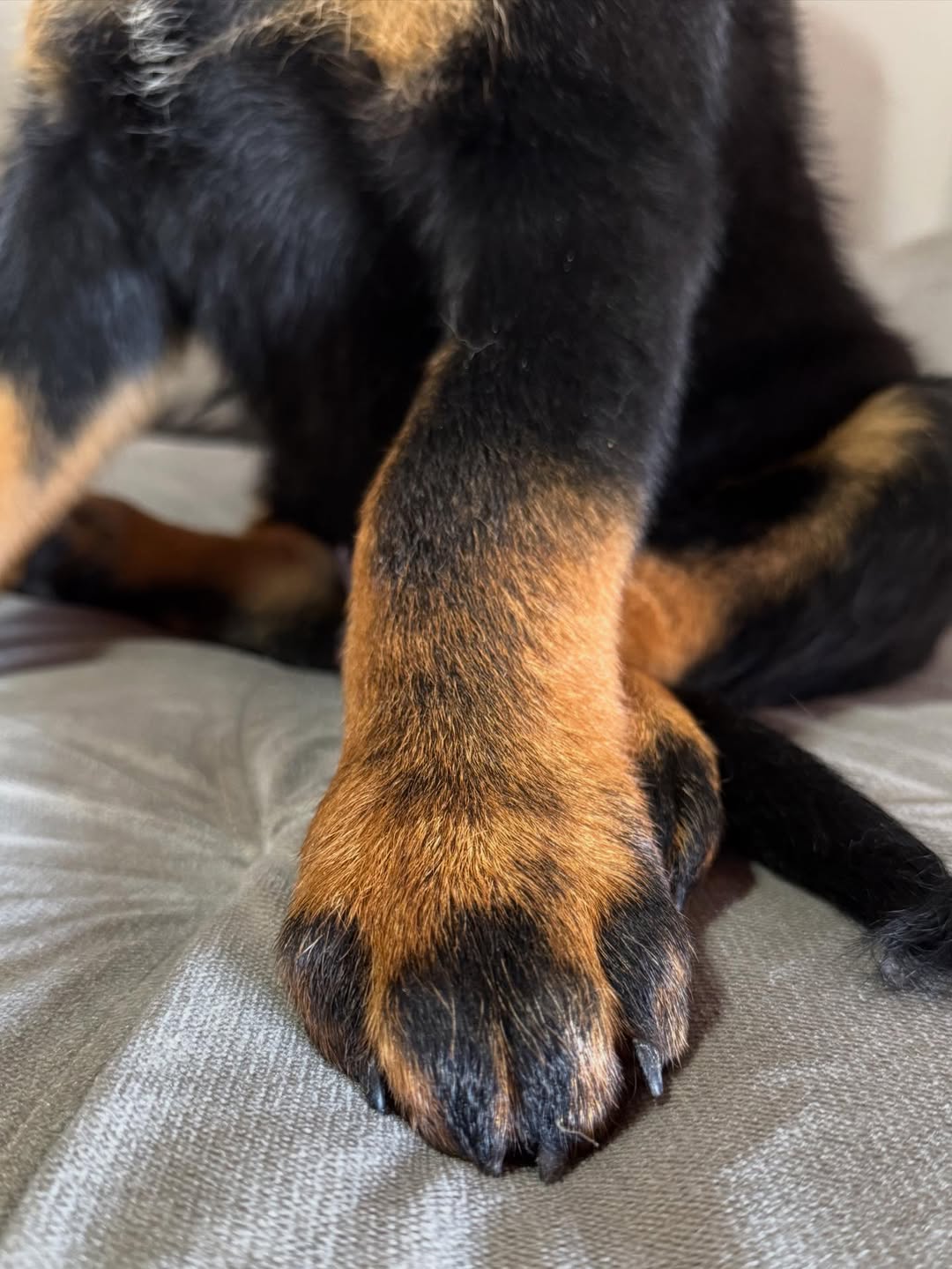 Chiot Rottweiler pure race 2 mois vacciné