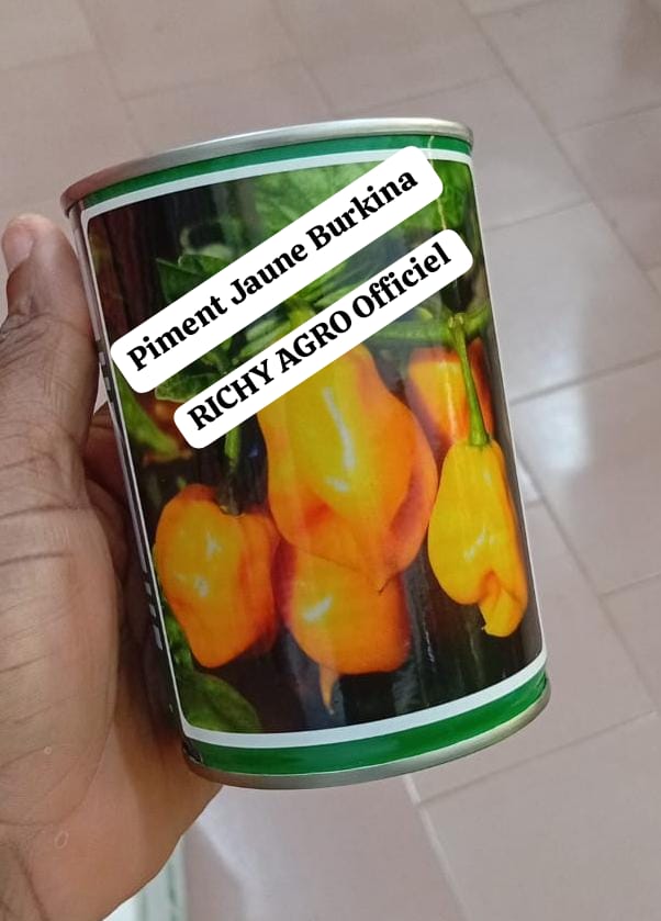 Semences de piment