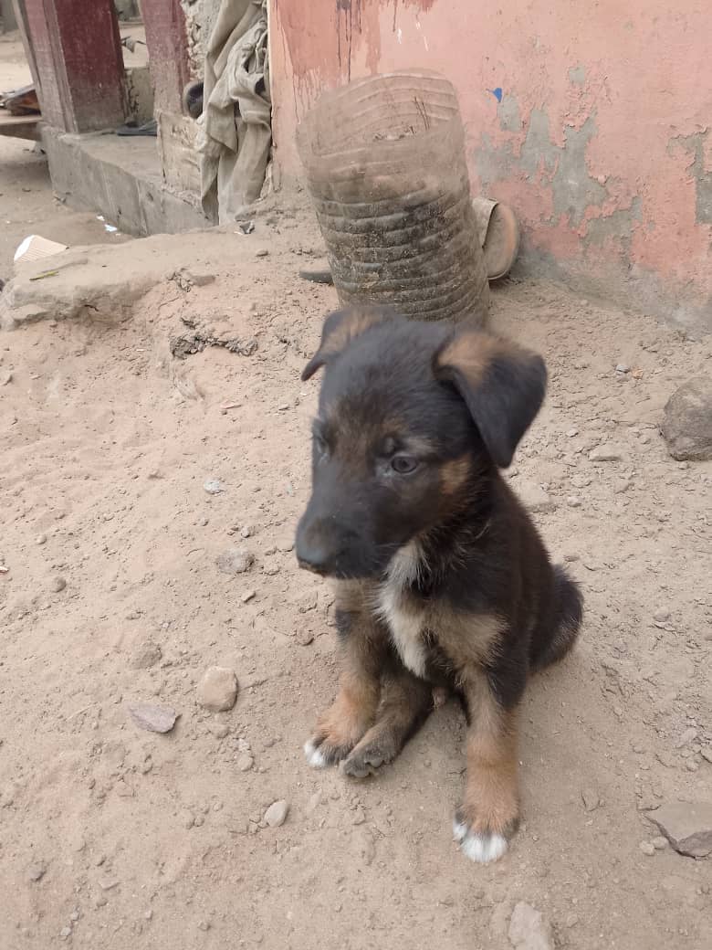 Malinois à vendre