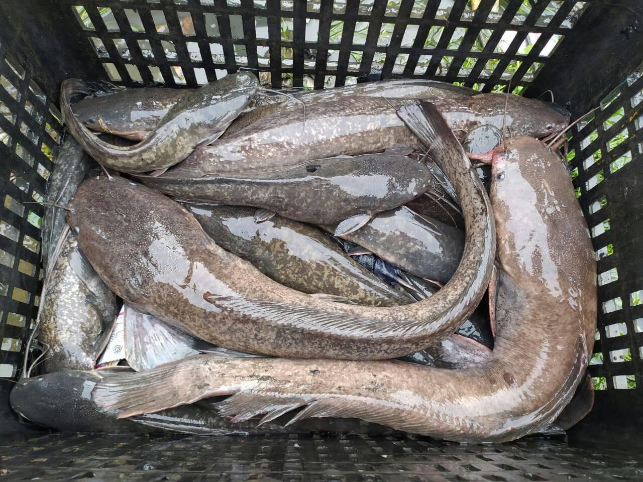 Poisson chat frais vivant en vente à 3000 le kg