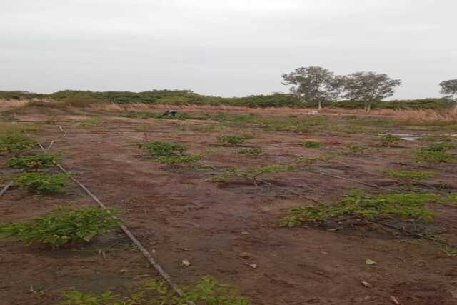 Verger Agricole de 2 hectares vers Diossong