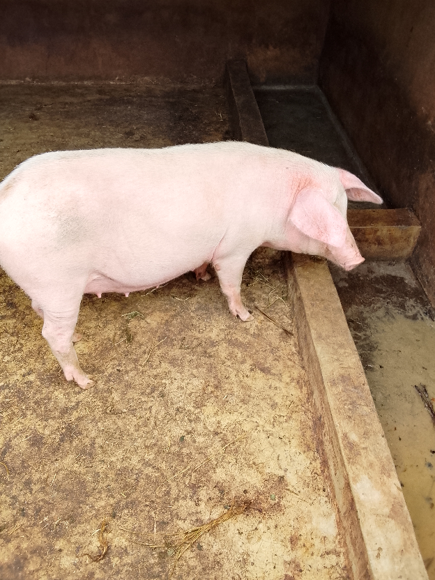Porcs d’Élevage en Bonne Santé