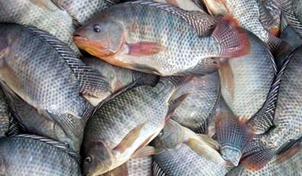 Tilapia frais vivant en vente à 3500 le kilogramme