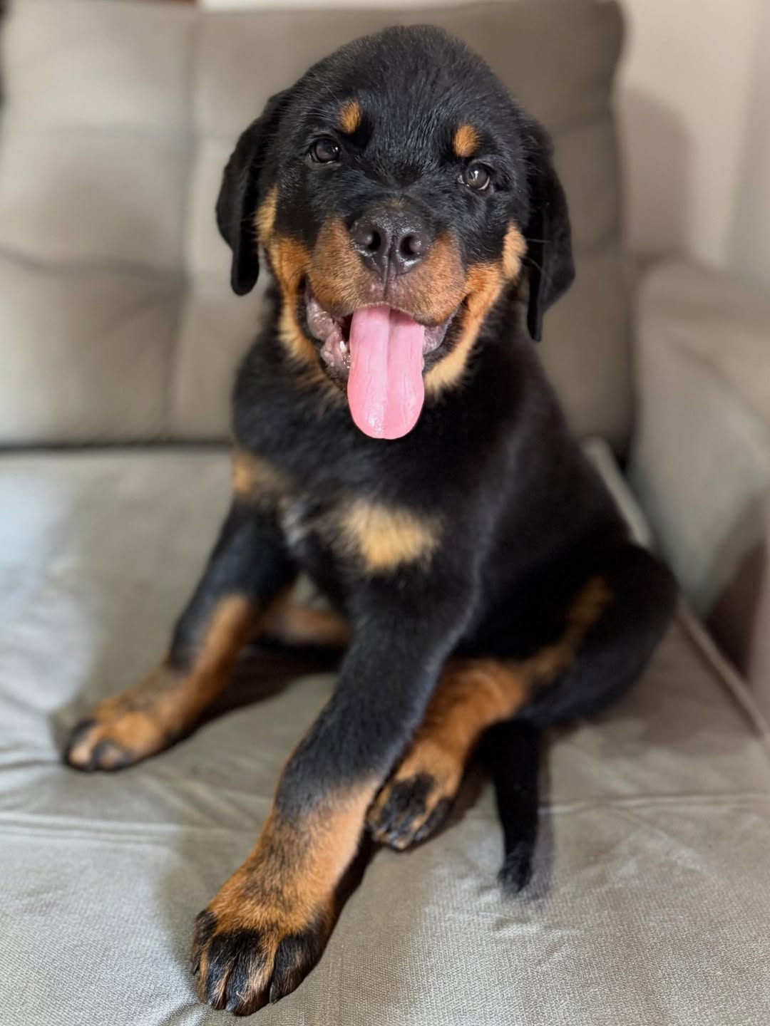 Chiot Rottweiler pure race 2 mois vacciné