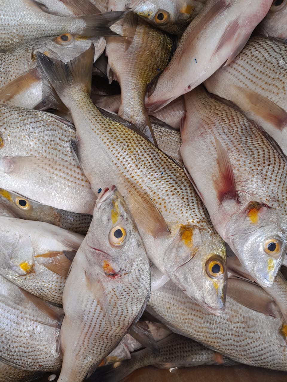 Poissonnerie,  la marmite