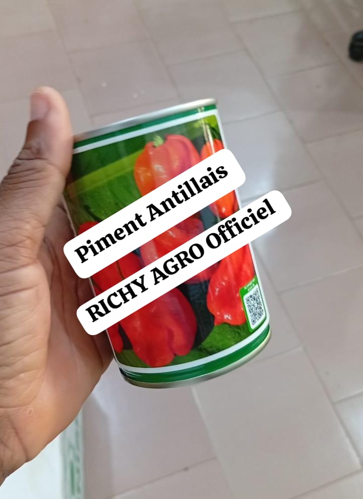 Semences de piment