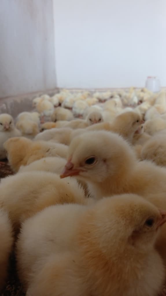 Poussins de qualité