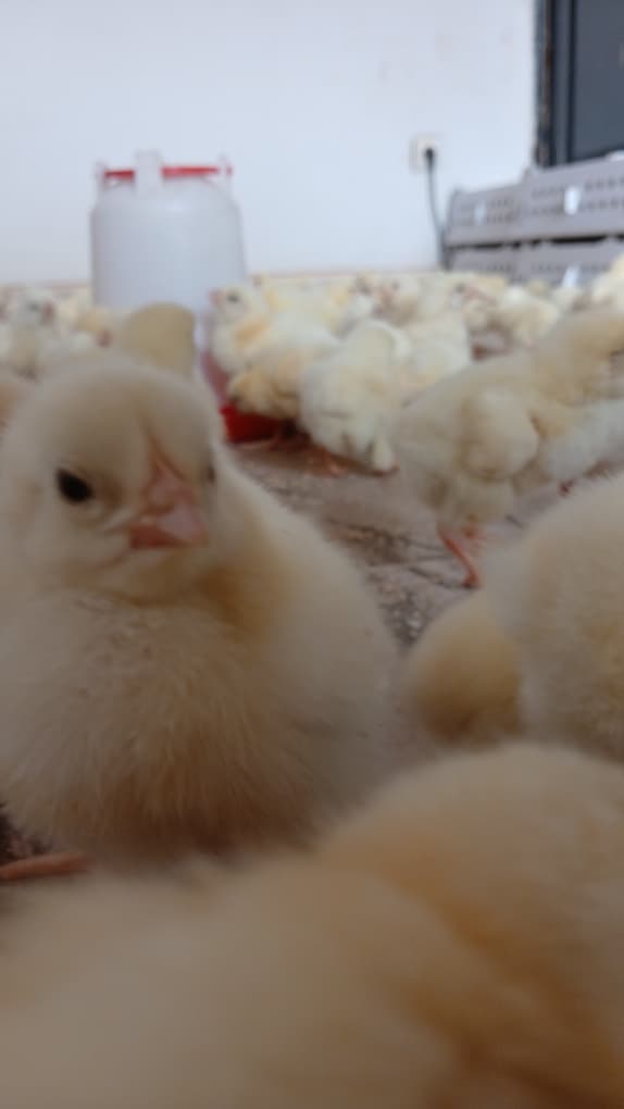 Poussins de qualité