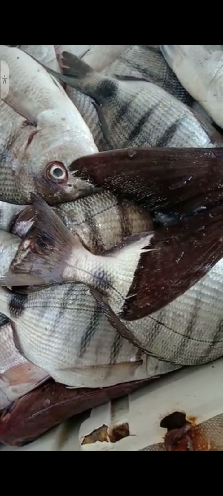 Poissonnerie,  la marmite